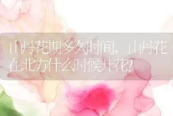 山丹花在北方什么时候开花