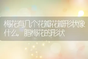 梅花有几个花瓣花瓣形状像什么