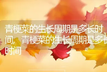 青梗菜的生长周期是多长时间