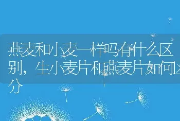 燕麦和小麦一样吗有什么区别