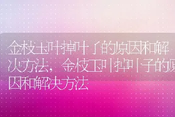 金枝玉叶掉叶子的原因和解决方法