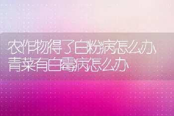 农作物得了白粉病怎么办