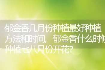 郁金香什么时候种植七八月份开花