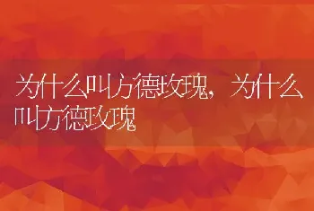 为什么叫方德玫瑰