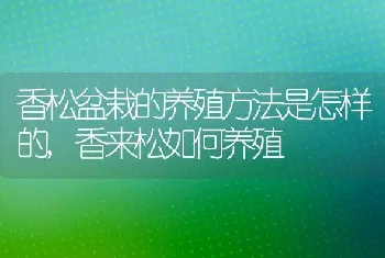 香松盆栽的养殖方法是怎样的