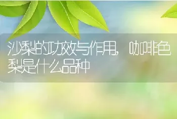 沙梨的功效与作用