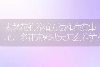 多花素馨秋天怎么养护