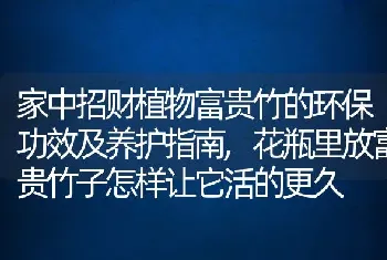 家中招财植物富贵竹的环保功效及养护指南