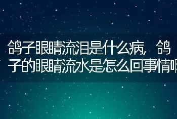 鸽子眼睛流泪是什么病