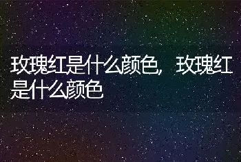 玫瑰红是什么颜色