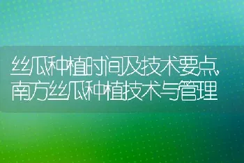 丝瓜种植时间及技术要点