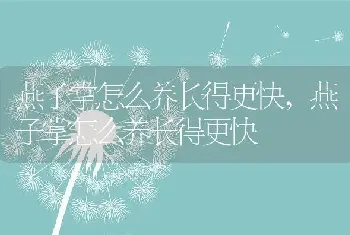 燕子掌怎么养长得更快