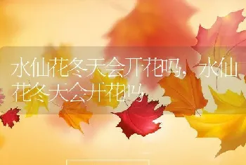 水仙花冬天会开花吗