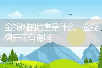 金钱树的危害是什么