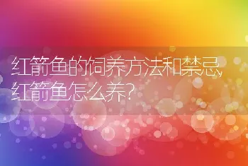 红箭鱼怎么养