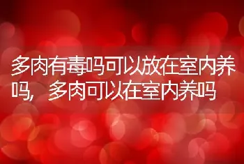 多肉有毒吗可以放在室内养吗