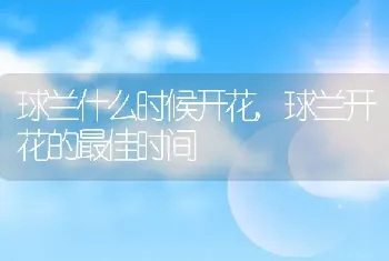 球兰什么时候开花