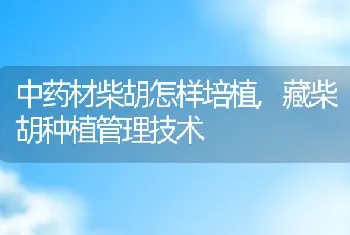 中药材柴胡怎样培植