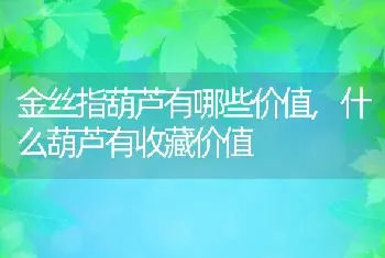 金丝指葫芦有哪些价值