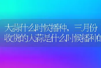 大蒜什么时候播种