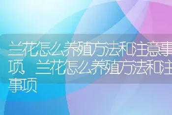 兰花怎么养殖方法和注意事项