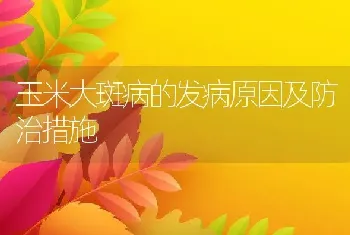 玉米大斑病的发病原因及防治措施