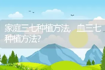 血三七种植方法