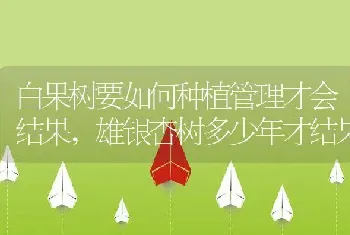 白果树要如何种植管理才会结果