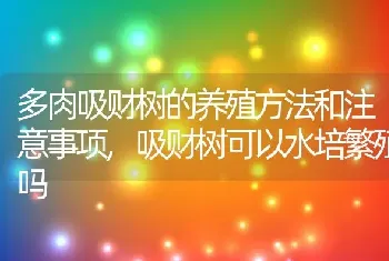 多肉吸财树的养殖方法和注意事项