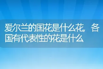 爱尔兰的国花是什么花