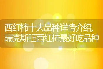 西红柿十大品种详情介绍