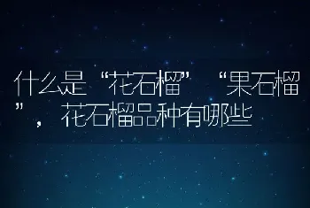 什么是“花石榴”“果石榴”