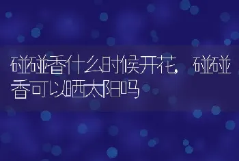 碰碰香什么时候开花