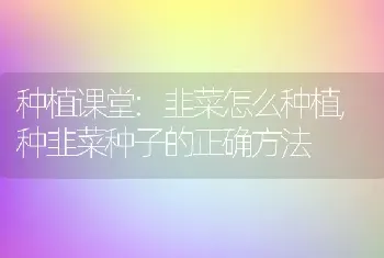 种植课堂:韭菜怎么种植