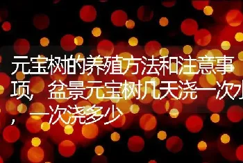 元宝树的养殖方法和注意事项