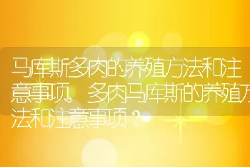 多肉马库斯的养殖方法和注意事项