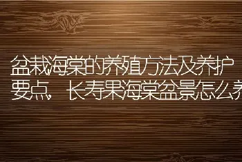 盆栽海棠的养殖方法及养护要点