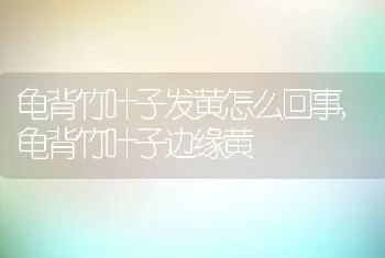 龟背竹叶子发黄怎么回事