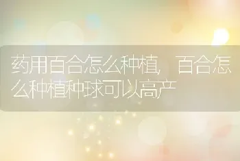 药用百合怎么种植