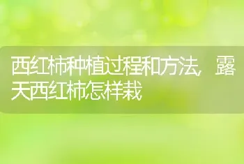 西红柿种植过程和方法