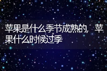 苹果是什么季节成熟的