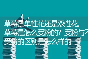 草莓是怎么受粉的受粉与不受粉的区别是怎么样的