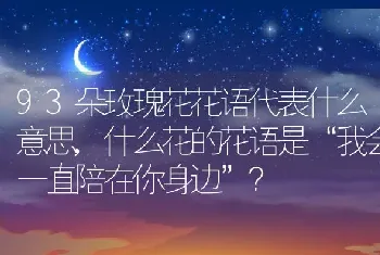 什么花的花语是“我会一直陪在你身边”