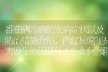 西红柿常见病害发生原因是什么如何预防