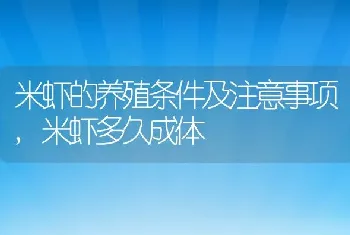 米虾的养殖条件及注意事项