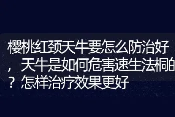 天牛是如何危害速生法桐的怎样治疗效果更好