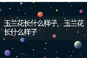 玉兰花长什么样子