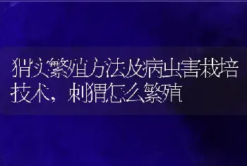 猬实繁殖方法及病虫害栽培技术