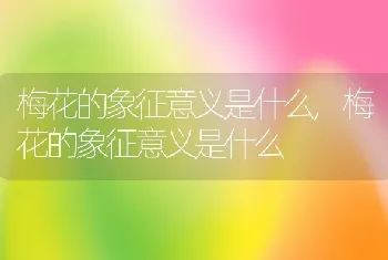 梅花的象征意义是什么