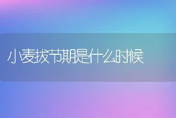 小麦拔节期是什么时候